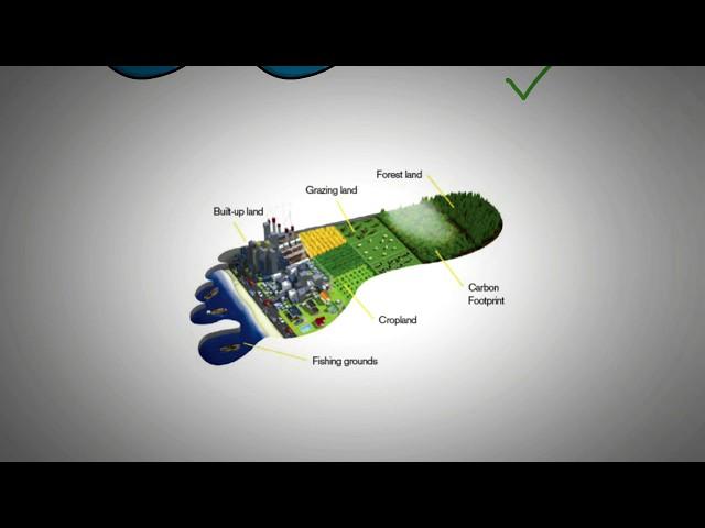 Ecological Footprint and Carbon Footprint Explained