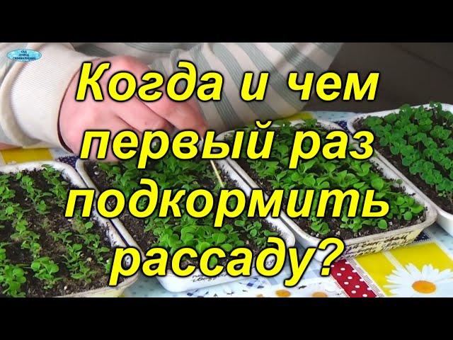 Первая подкормка рассады. Когда и чем подкормить рассаду в первый раз.