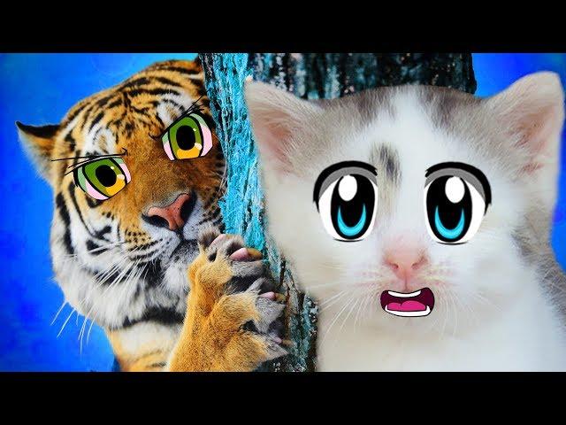 КОШКА МУРКА и ТИГРЫ с TIGER KINGDOM ПХУКЕТ! А ну-ка Давай-ка в КОРОЛЕВСТВЕ ТИГРОВ! ОГРОМНЫЕ ПИТОМЦЫ