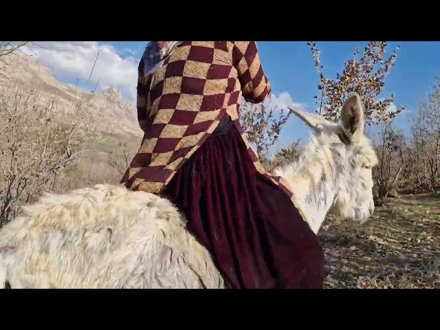 Donkey ride in nature