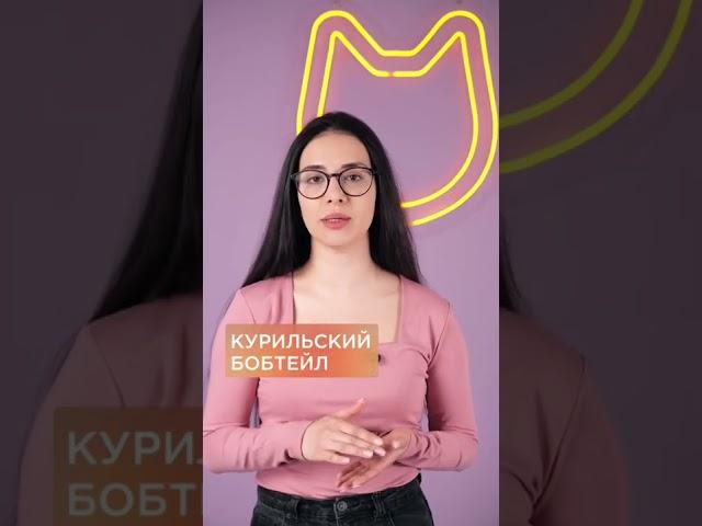 3 породы кошек, которые подойдут пожилым людям  #shorts #коты