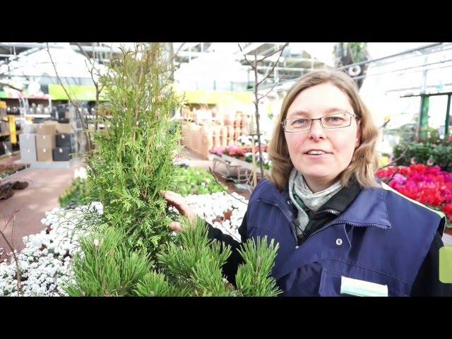 Pflanzen richtig zurückschneiden - Frühjahrsputz im Garten