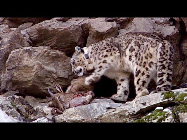 Incredible Snow Leopard Hunting Technique | Snow Leopard: Beyond the Myth | BBC Earth