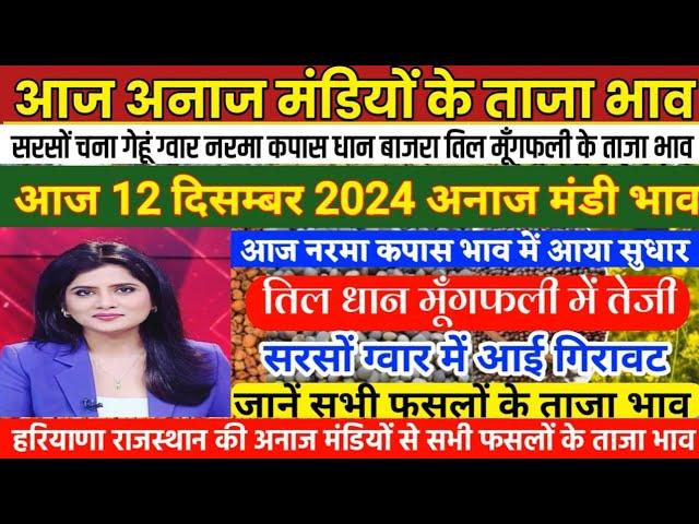 अनाज मंडी भाव| 12/12/2024 नरमा कपास में सुधार| तिल धान मूंगफली में आई तेजी| सरसों ग्वार में गिरावट,