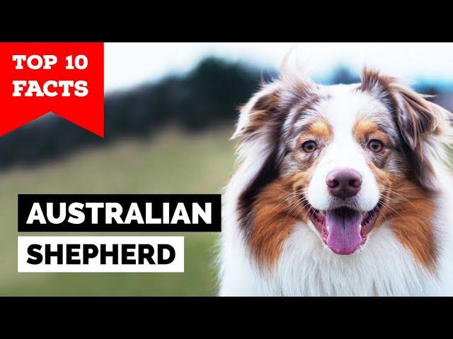 Australian Shepherd - Top 10 Facts