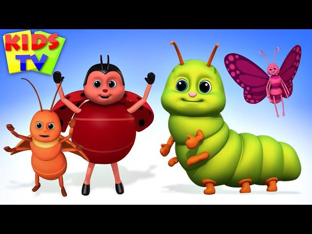 Bugs Bugs Bugs Song | Insect song | Creepy Crawly Bugs from Kids Tv