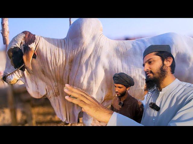 Price & Serious Bargaining Northern Bypass Cow Mandi 2024 | Cattle Market Karachi | Bakra Eid 2024