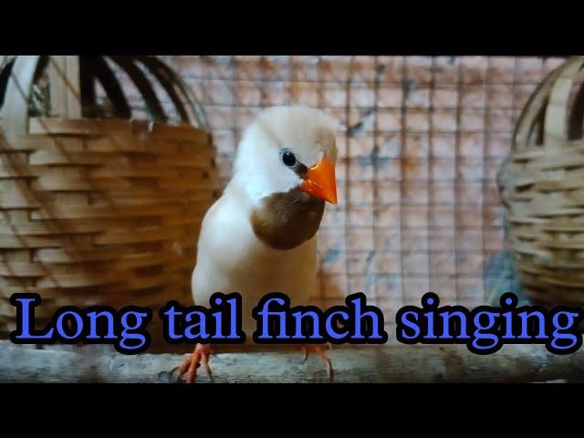 Long tail finch is looking for its mate and singing very beautifully || long tail finch singing