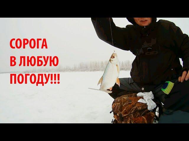 КАК ЛОВИТЬ ПЛОТВУ ВСЕГДА! Даже в бесклевье и на запресованных водоемах.