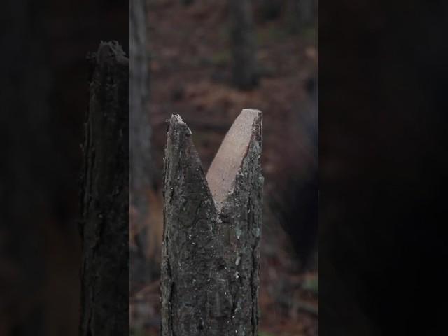 Make a Saw Vice from a Dead Tree #bushcraft #survival #survivaltips