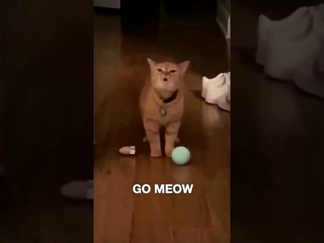 I Go Meow xD, Subscribe️