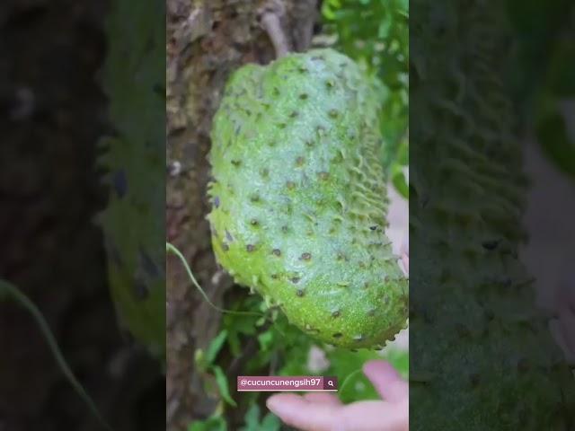 Panen buah sirsak bes #buah #sirsak #fruit #gardeningtips #garden #gardening #vlog #konten #shorts