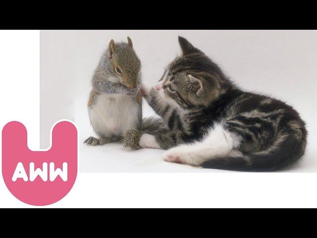 Cat Adopts Baby Squirrels