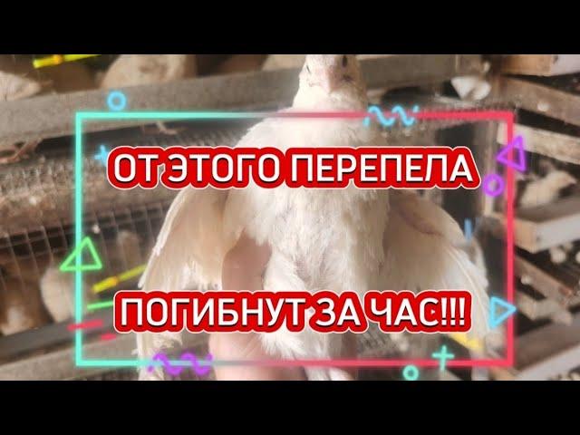 От этого перепела ПОГИБНУТ за час! охлаждение пепереплятни, чем я спасаюсь.