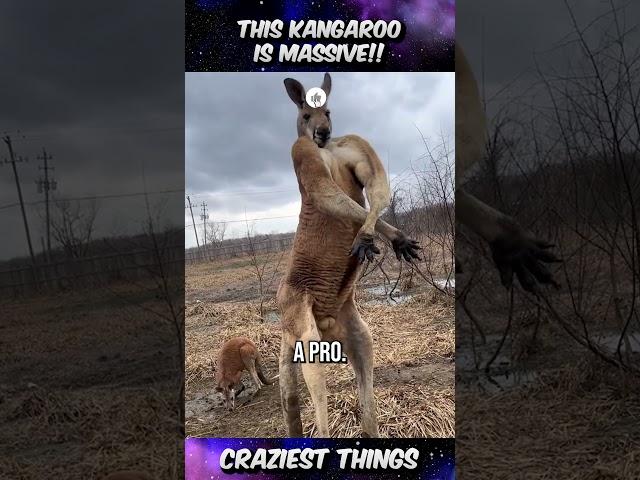 This Kangaroo is MASSIVE gymmer  | Craziest Things Part 327