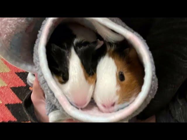  Two guinea pigs in a pod  (my sister's guinea pigs)