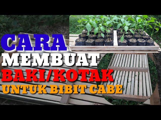 CARA MEMBUAT BAKI/KOTAK UNTUK TEMPAT PENYEMAIAN CABE #kotakcabe #semaicabe#kotaksemaicabe