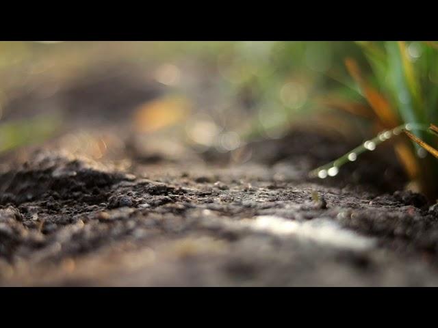 NATURE | MORNING  VIBES | CINEMATIC VIDEO |BY STUDIO PINK OFFICIAL