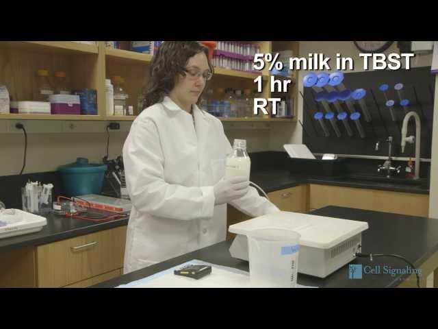 Western Blot Troubleshooting Guide