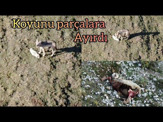 KOYUNU PARÇALAYAN KURDU DRONLA YAKALADIM  ~ÇOK TECRÜBELİ (WOLF ATTACK)wolf hunted sheep