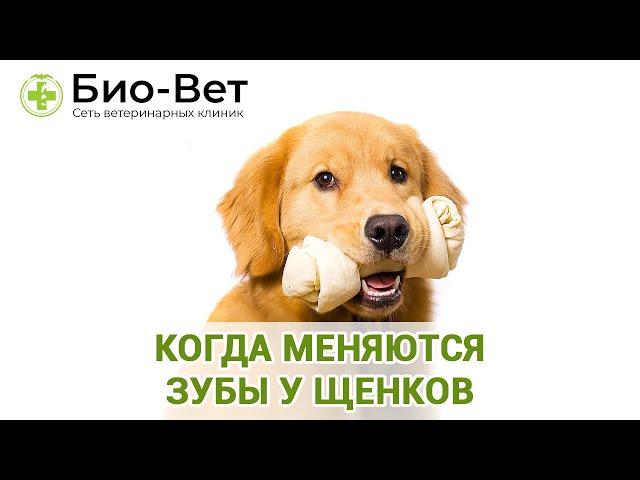 Когда Меняются Зубы У Щенков& Смена Зубов У Щенков. Ветклиника Био-Вет