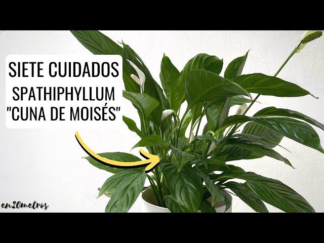 SEVEN CARE FOR PEACE LILY, CRADLE OF MOSES or SPATHIPHYLLUM || en20metros