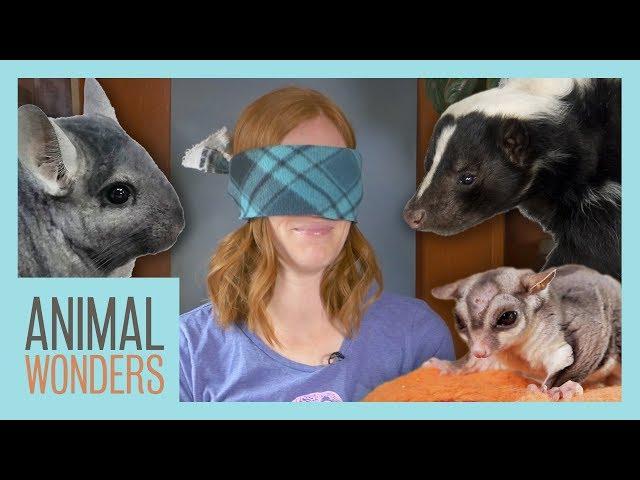 Blindfolds, Animals, and Games!