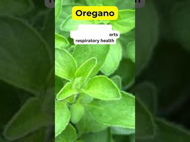 Oregano Health Benefits Herbal Plant #holistic #medicinalplants #herbalmedicine