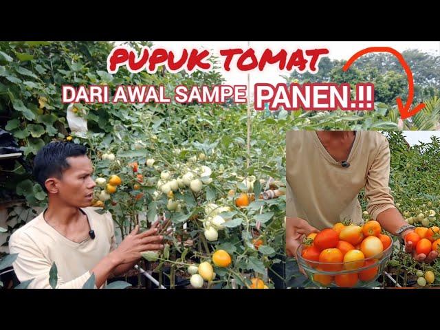 pupuk tomat agar berbuah lebat dari awal tanam sampe panen.#tomat #pupuk