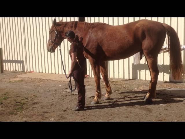 Inner balance bowen : carrot stretches