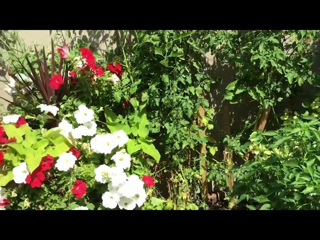 A tour of my garden!