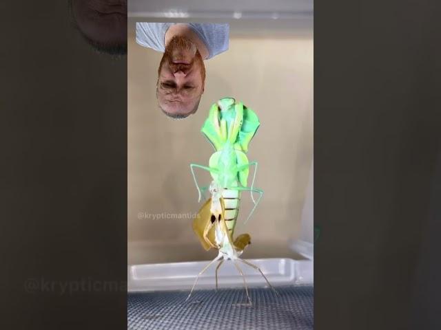 Praying Mantis molting Timelapse #1738