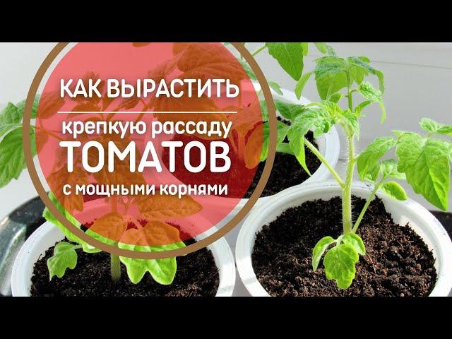 Чудо-раствор для мощных корней рассады томатов. КАК вырастить крепкую рассаду помидоров