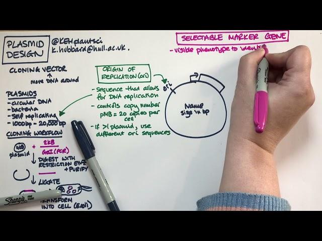 Plasmid design (bacterial expression vector)