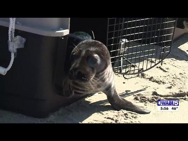 Cape Elizabeth seal pair released into the wild