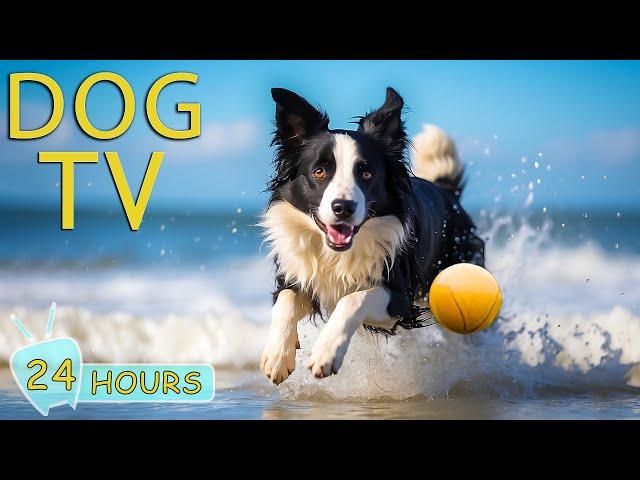 DOG TV: Best Video to Prevent Boredom and Anxiety for Dogs While You're Away - Music for Dogs Happy