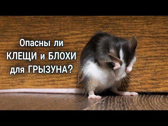 Dr. Remez | Опасны ли КЛЕЩИ и БЛОХИ для ГРЫЗУНА?