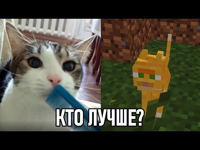 Кот из майнкрафта vs кот из реальной жизни