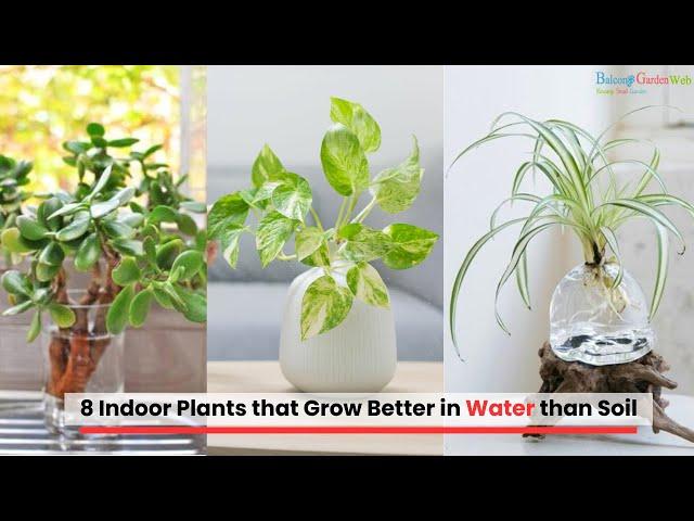 8 Indoor Plants that Grow Better in Water than Soil #gardening