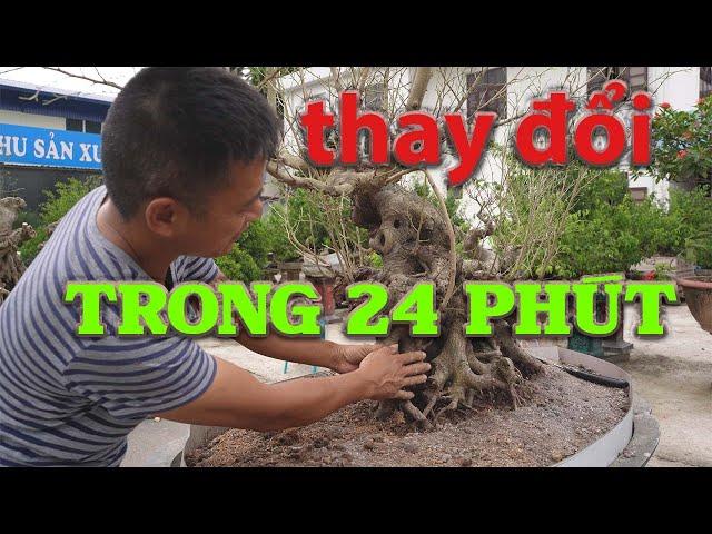 NAMLE BONSAI TIẾP TỤC CHỈNH SỬA VÀ ĐỊNH HÌNH MỘT CỐT SANH CỦA ANH EM "NINH BÌNH" MỚI NHẤT