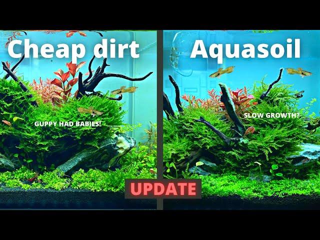 CHEAP DIRT vs EXPENSIVE AQUASOIL 2 MONTH UPDATE!