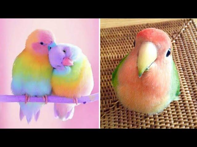 Smart And Funny Parrots Parrot Talking Videos Compilation (2024) - Cute Birds #17