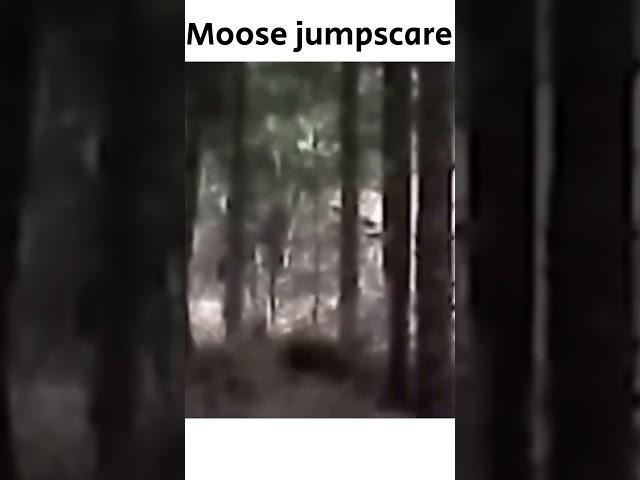 moose jumpscare