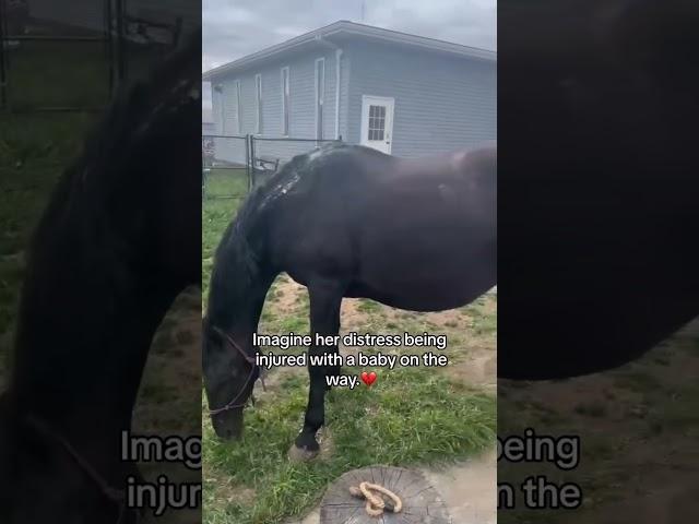 Pregnant mare found on the side of the road has foal - Spirit & Journey