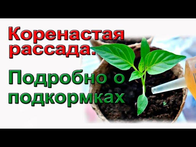 Фертигация для коренастой рассады томатов. Подробно для начинающих.