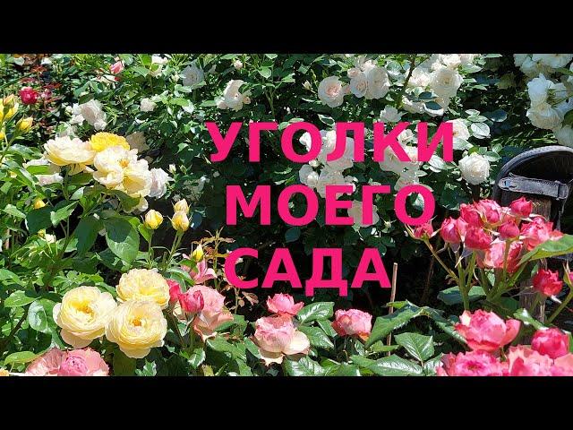 Розы Уголки моего сада  #2