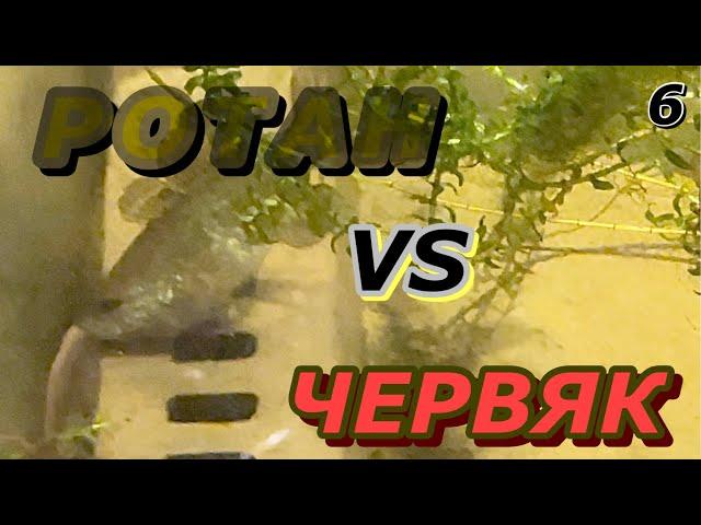 Ротан VS червяк!!!