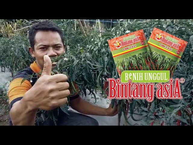 Testimoni CMK TAVI - Video dari Sahabat Bintang asiA