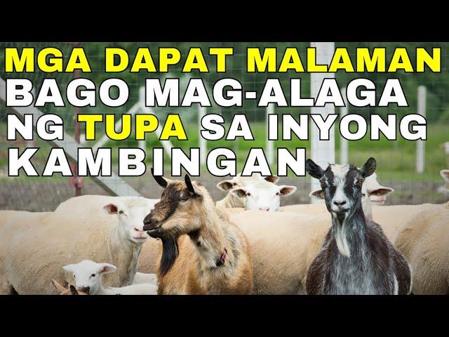 MGA DAPAT MALAMAN bago mag alaga ng TUPA sa Kambingan