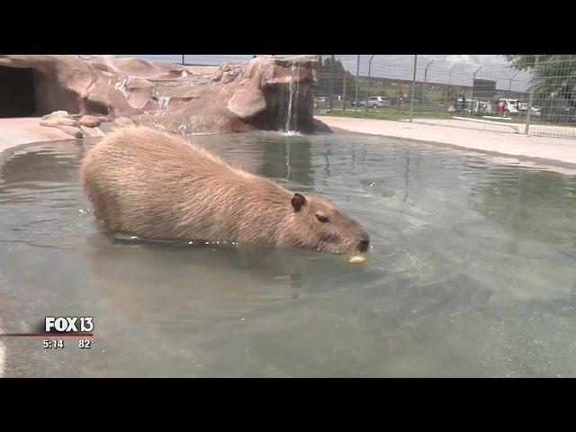 "World's largest rodent" is lonely, looking for love